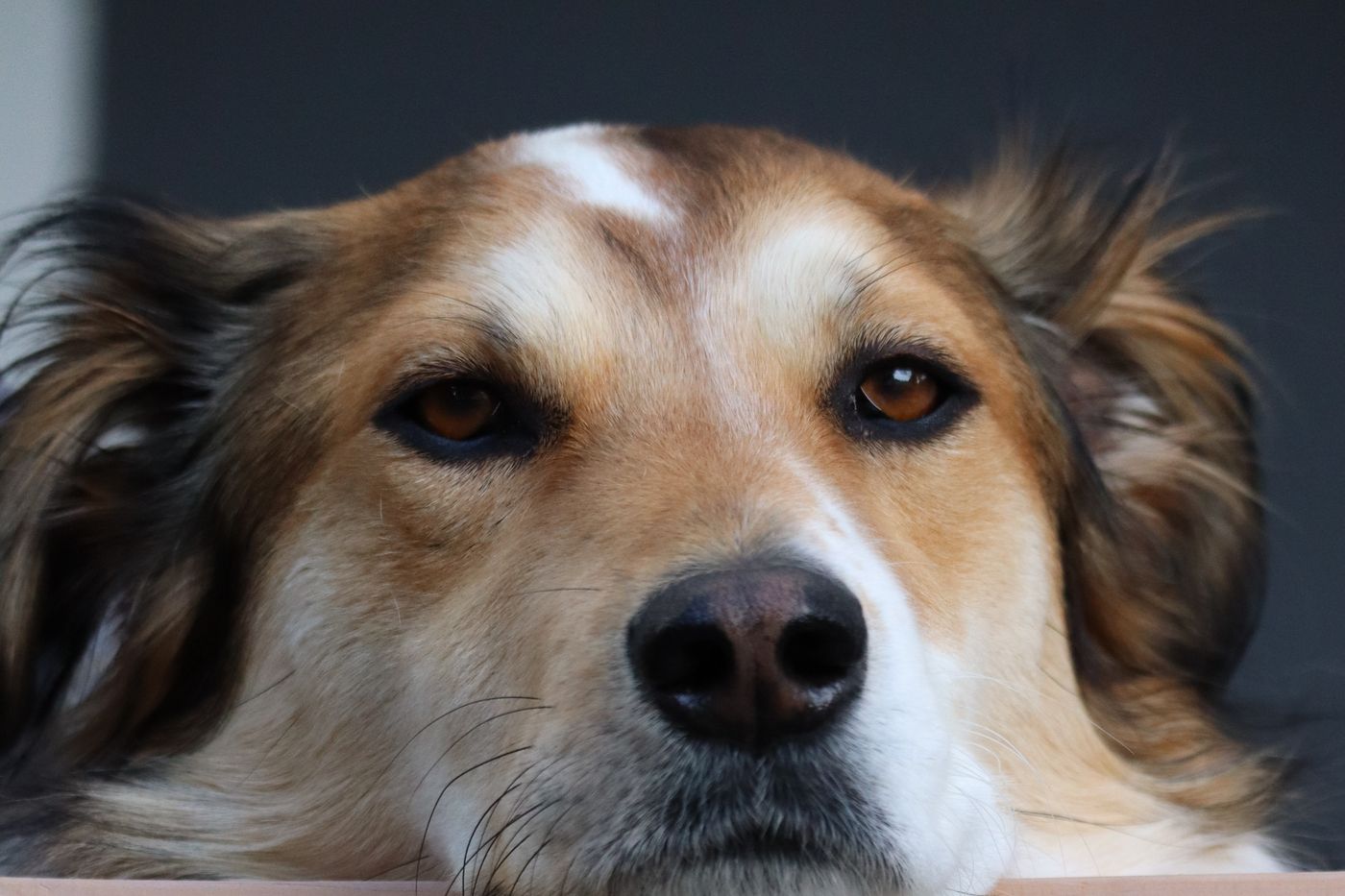 Rustige hond met de kop op een houten rand