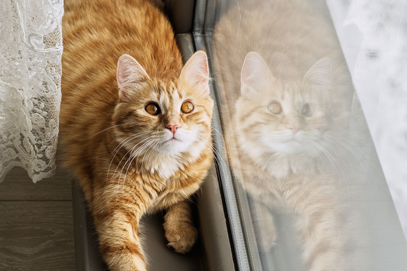 Rode kat in de vensterbank, met zijn spiegelbeeld in het raam