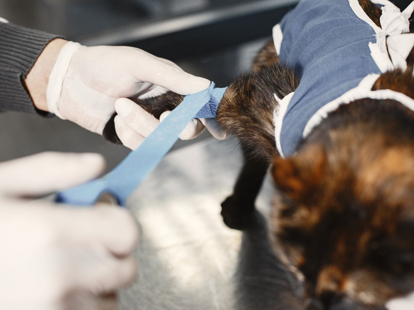 Verzorging van een kat na een operatie